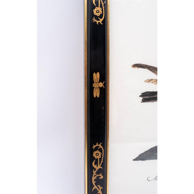 Pair of Native Duck Engraving Prints Saverio Manetti For Sale - Image 13 of 17