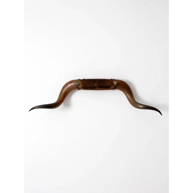 Antique Bull Horns Wall Mount For Sale - Image 13 of 13
