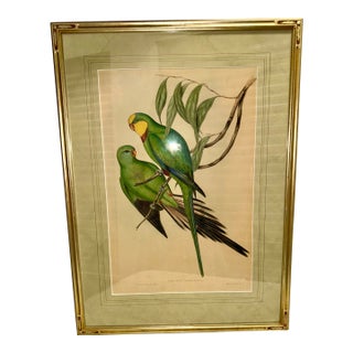 Original Circa 1848 John Gould “Polytelis Barrabandi” Hand-Colored Lithograph For Sale