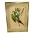 Original Circa 1848 John Gould “Polytelis Barrabandi” Hand-Colored Lithograph For Sale