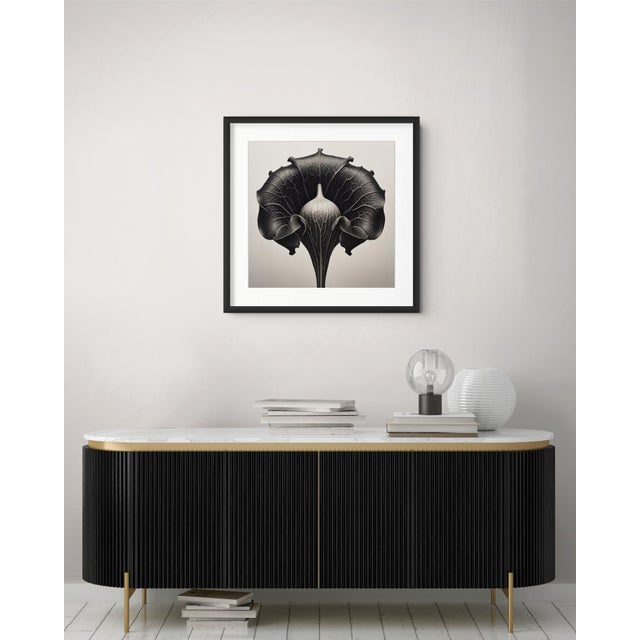 A striking black-and-white botanical print featuring Dipsacus Strigosus, meticulously restored and remastered from an...