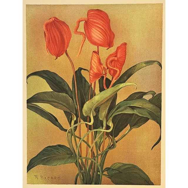 1903 French Antique Botanical Chromolithograph-Anthurium, Matted, Documentation For Sale - Image 4 of 5