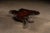 Mid-Century Modern Mid 20th Century Live-Edge Burlwood Root Coffee Table For Sale - Image 3 of 9