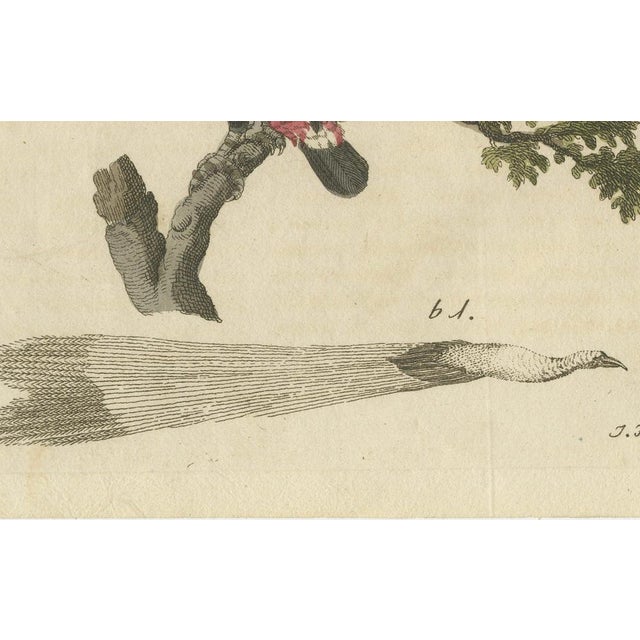 Paper Bertuch, Toucan, Hornbill and Birds of Paradise, 1790, Engraving For Sale - Image 7 of 10