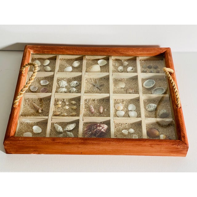Vintage Florida Sea Shell Collection Marine Specimens For Sale In Miami - Image 6 of 7