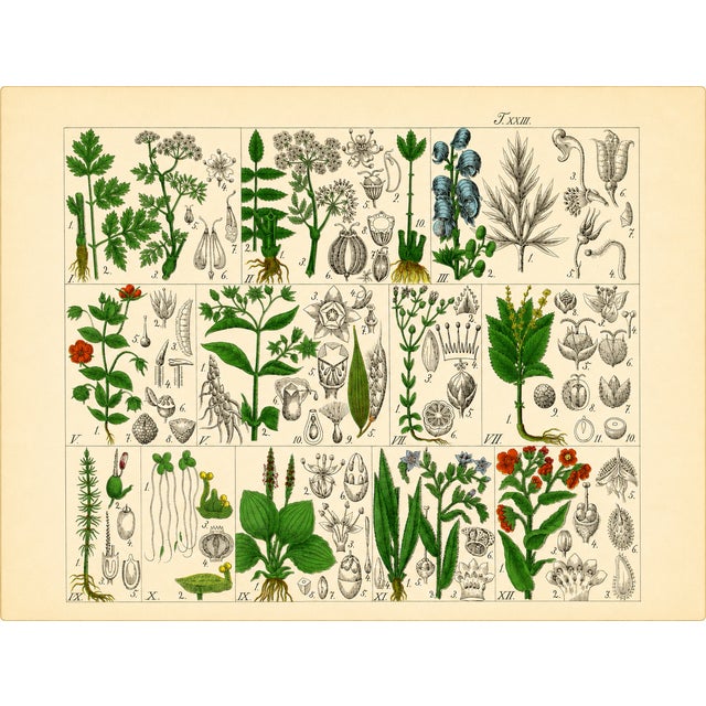 A rare offering of original 19th-century German botanical plates from J. G. Büchner’s Pflanzen-Atlas, published in...