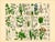 A rare offering of original 19th-century German botanical plates from J. G. Büchner’s Pflanzen-Atlas, published in...