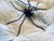 Mid-Century Italian Modern Metal and Glass Spider Wall Lamp, 1950s For Sale - Image 4 of 18