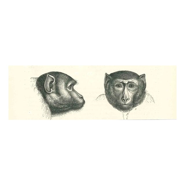 Paul Gervais, The Monkeys, Lithograph, 1854 For Sale