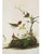 1966 Vintage Cottage Print "Winter & Rock Wrens" After John James Audubon For Sale