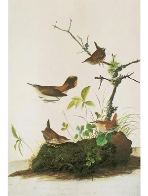 1966 Vintage Cottage Print "Winter & Rock Wrens" After John James Audubon