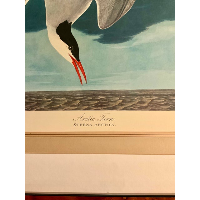 American 1960s John James Audubon Original Folio Print Great Birds Edition (Arctic Tern) Matted and Framed in Solid Burl Wood Vintage Frame For Sale - Image 3 of 5