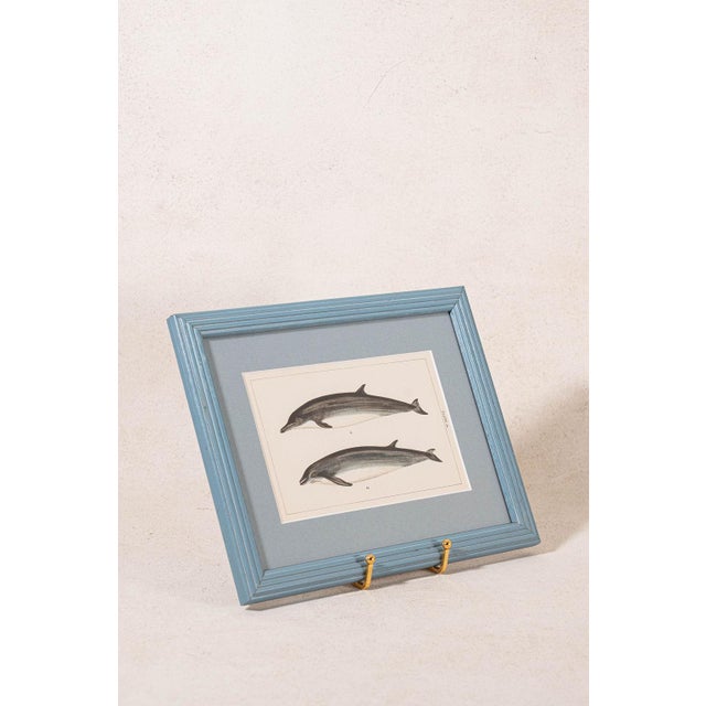 Antique Dolphin Print (C. 1900) Float Mount in Blue Vintage Frame For Sale - Image 4 of 4