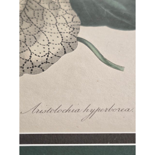 English Vintage Framed Aristolochia Botanical Print in Emerald Faux Burl Frame For Sale - Image 3 of 11