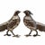 Stunning pair of solid brass pheasant figurines with an elegant silver-plated finish. Beautifully crafted with intricate...