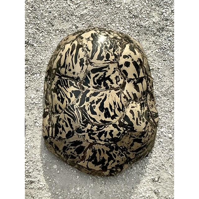 Cream Vintage Boho Artisanal Pigmented Plaster Turtle Shell For Sale - Image 8 of 12