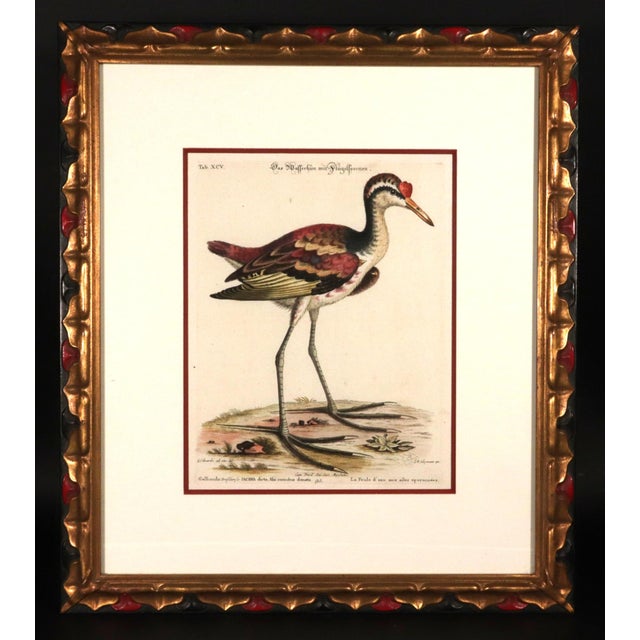 Johann Seligmann Set of Six Engravings of Water Birds For Sale In Philadelphia - Image 6 of 10