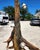 Monumental Driftwood Floor Lamp With Table For Sale In Miami - Image 6 of 12