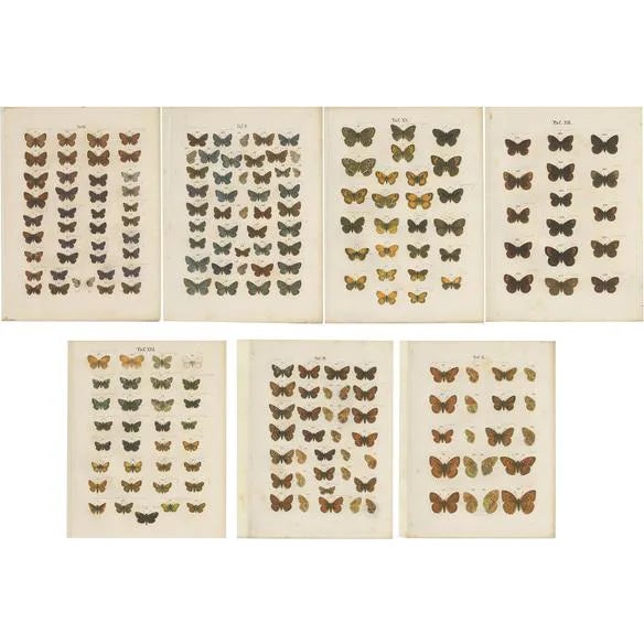 Ramann, Butterflies and Moths, 1870, Set of 7 For Sale