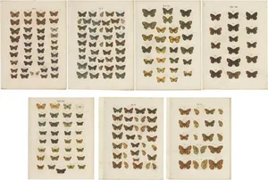 Ramann, Butterflies and Moths, 1870, Set of 7