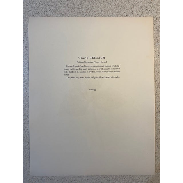 Realism Lovely 19th C. Botanical Color Print on Paper With Genus Biography - Giant Trillium - Set of 2 For Sale - Image 3 of 7