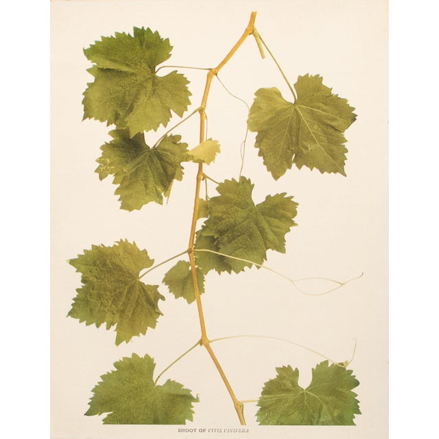 1900s U. P. Hedrick, Original Antique Photogravure of Shoot of Vitis Vinifera Grapes For Sale In Dallas - Image 6 of 6