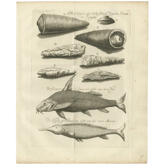 Embalmed Birds and Nile Fish Egyptian Natural Curiosities, 1776, Paper For Sale