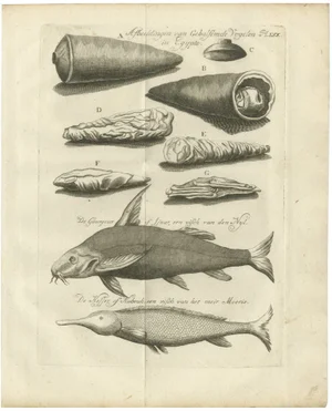 Embalmed Birds and Nile Fish Egyptian Natural Curiosities, 1776, Paper