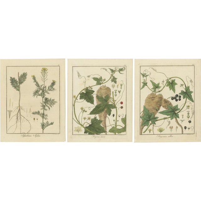 Hayne, Flixweed and Red Bryony and White Bryony, 1819, Engravings, Set of 3 For Sale