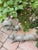 Life size Midcentury ceramic squirrels, perfect for your garden decor.