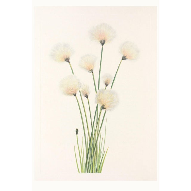 Hare's-Tail Cottongrass, Vintage Botanical Art Print by Mary Vaux Walcott, 16" X 24" For Sale