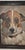 Jack Russell Chihuahua hand made oil painting in a custom made frame. Chihuahuas are one of the most fierce canine...