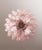 Vintage Italian Murano Chandelier with Pink Glass Petals, 1990s For Sale - Image 14 of 18