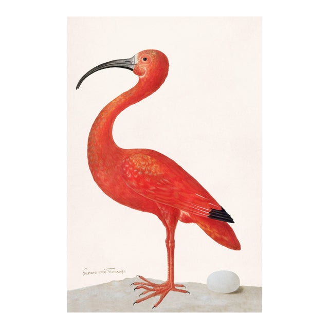 Scarlet Ibis, Vintage Art Print Reproduction, 24" X 36" For Sale