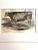 American 19th C. Bull and Cow Prints Set/2 For Sale - Image 3 of 4