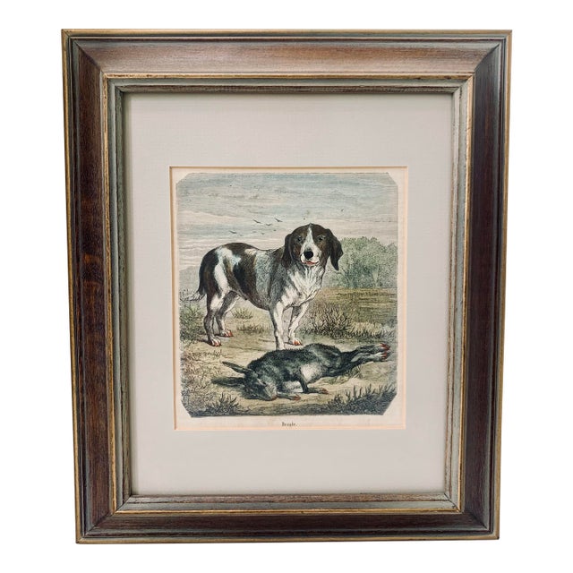 19th-Century Hand Colored French Engraving of a Beagle for "La Chasse Illustree" by Firmin Didot For Sale