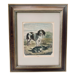 19th-Century Hand Colored French Engraving of a Beagle for "La Chasse Illustree" by Firmin Didot