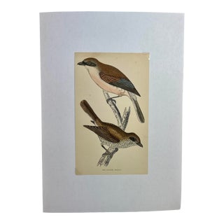 Antique Hand Tinted Bird Print From England Featuring a Pair of Red-Backed Shrikes - Circa 1880 For Sale