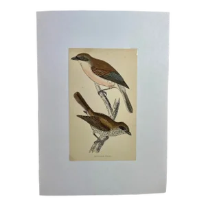 Antique Hand Tinted Bird Print From England Featuring a Pair of Red-Backed Shrikes - Circa 1880