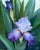 Bearded Beauty by Sheri Farabaugh | Oil on Treated Cardboard Iris Flower among Green Leaves For Sale