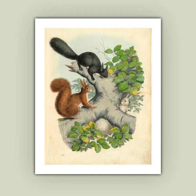 Realism Antique '3 Squirrels' Archival Print For Sale - Image 3 of 3