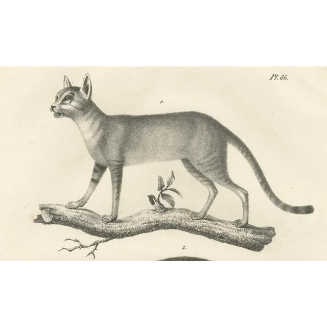 Mid 19th Century C.C. G. Zool, African and European Wild Cats in Natural Poses, 1836, Print For Sale - Image 5 of 11