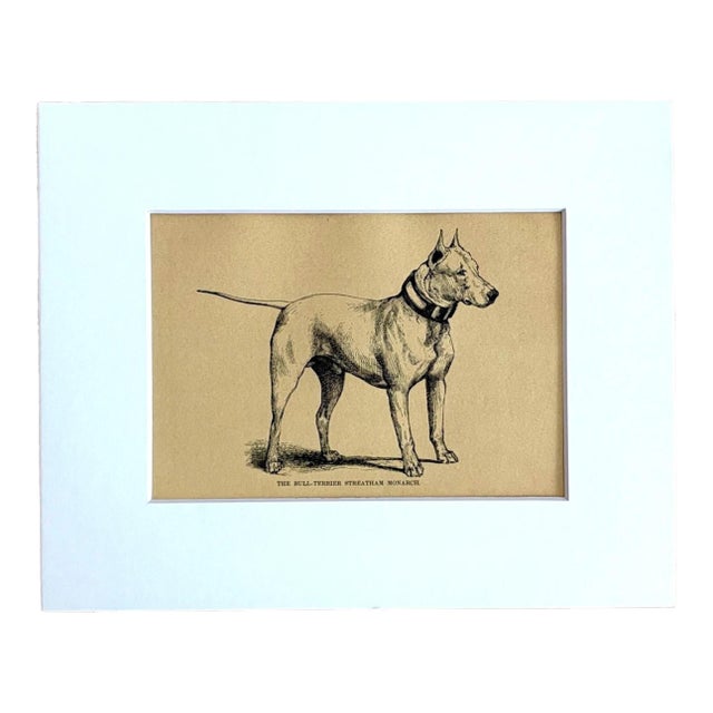 Antique Dog Print in 8 x 10 Mat, ca. 1890: "The Bull Terrier Streatham Monarch" For Sale