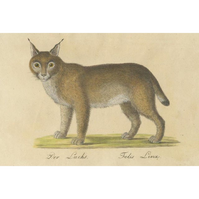 Karl Joseph Brodtmann, Serval and Eurasian Lynx, 1816, Lithograph For Sale - Image 6 of 9