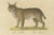 Karl Joseph Brodtmann, Serval and Eurasian Lynx, 1816, Lithograph For Sale - Image 6 of 9