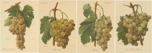 Green and White Grape Varieties, 1890s, Paper, Set of 4