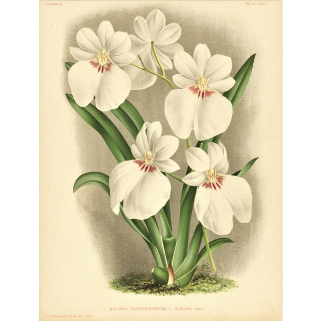 C1890 French Antique Botanical Chromolithograph-Orchids, With Documentation, For Sale In New York - Image 6 of 6