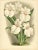 C1890 French Antique Botanical Chromolithograph-Orchids, With Documentation, For Sale In New York - Image 6 of 6