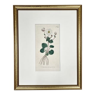 Antique Original Hand Colored Curtisi in Floral Botanical Etching c.1797 For Sale