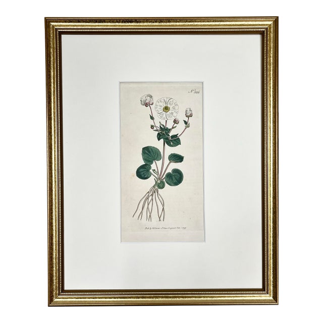 Antique Original Hand Colored Curtisi in Floral Botanical Etching c.1797 For Sale